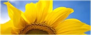top sunflower